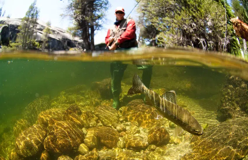Finding the Best Rivers to Fly Fish in 2024