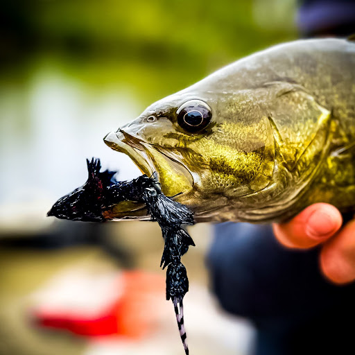 Top 5 Flies for River Smallmouth Bass